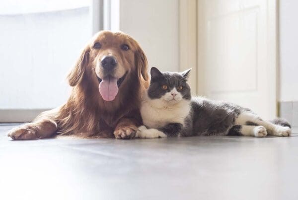 Pet Insurance - Happy Golden Retriever and Adult Cat Playing Together on the Floor in the Kitchen of Family Home While Waiting for Food